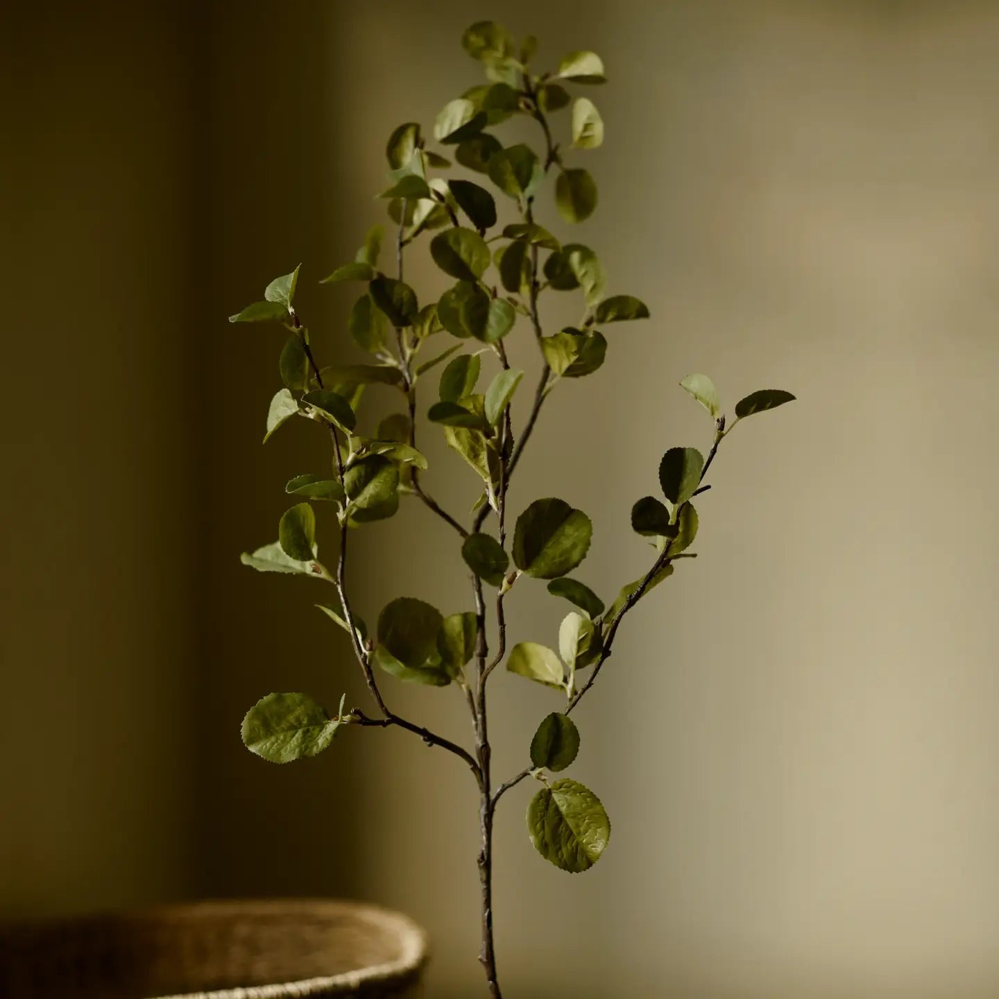 The World of Morel Stem Amelanchier Alnifolia