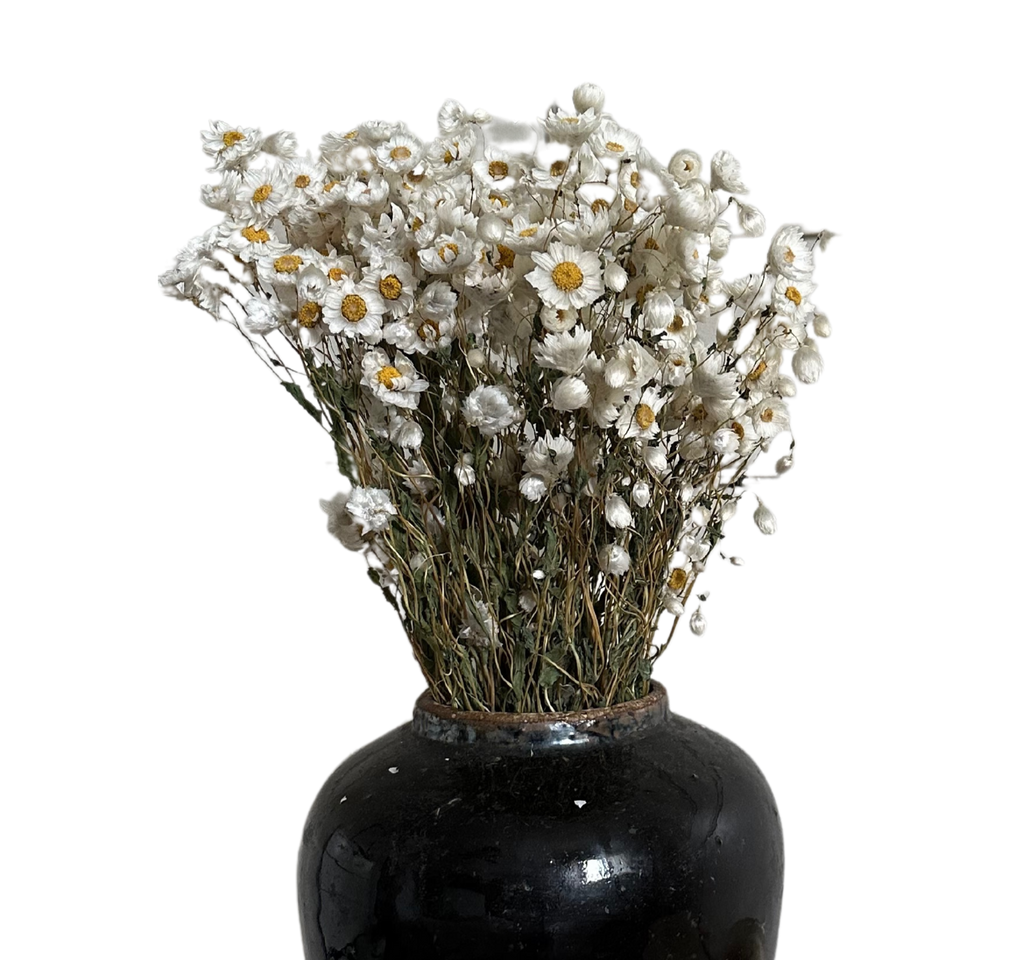 Dried Rodanthe Flower Bundle image 0