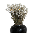 Dried Rodanthe Flower Bundle image 0