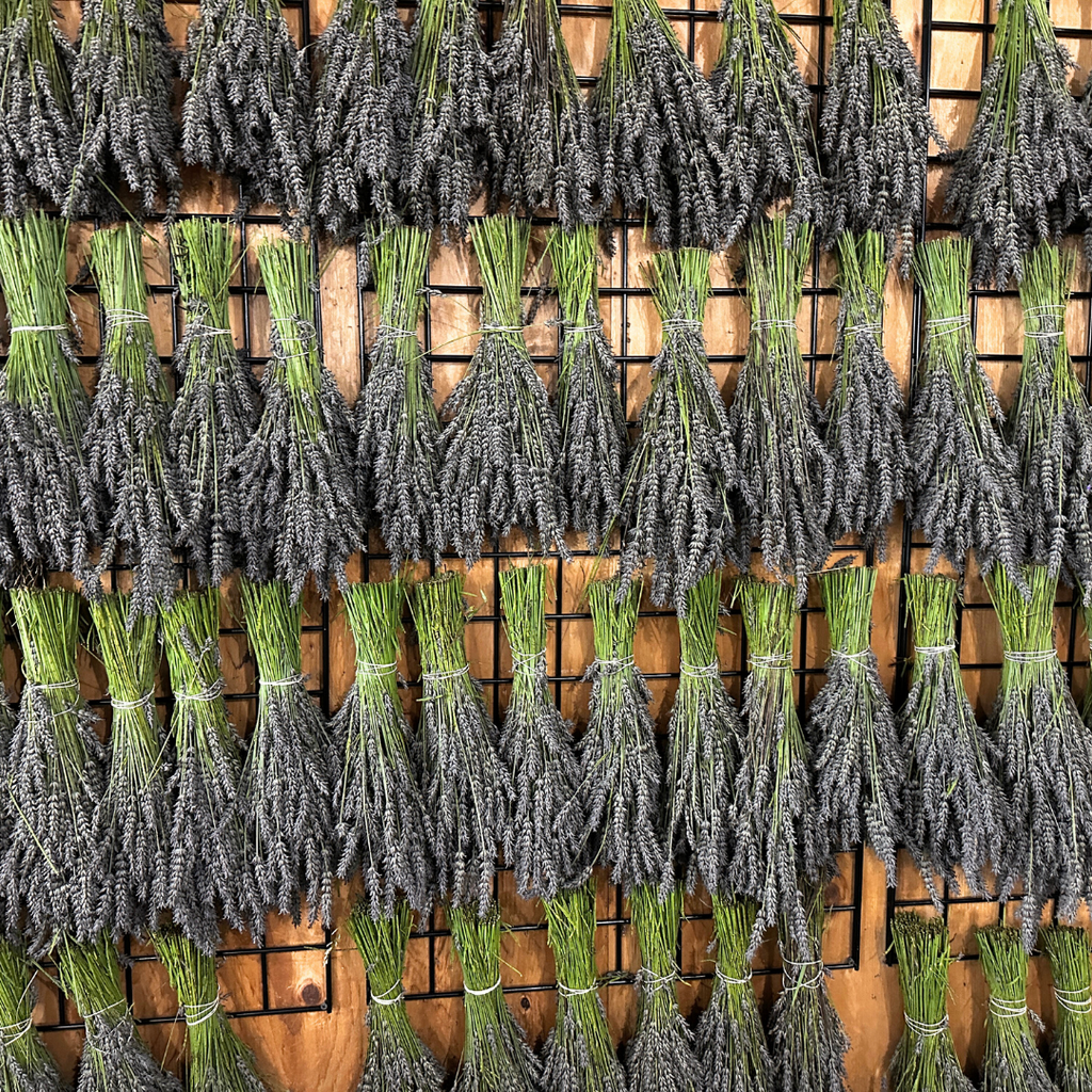 Lavender | Dried French Lavender Bunch