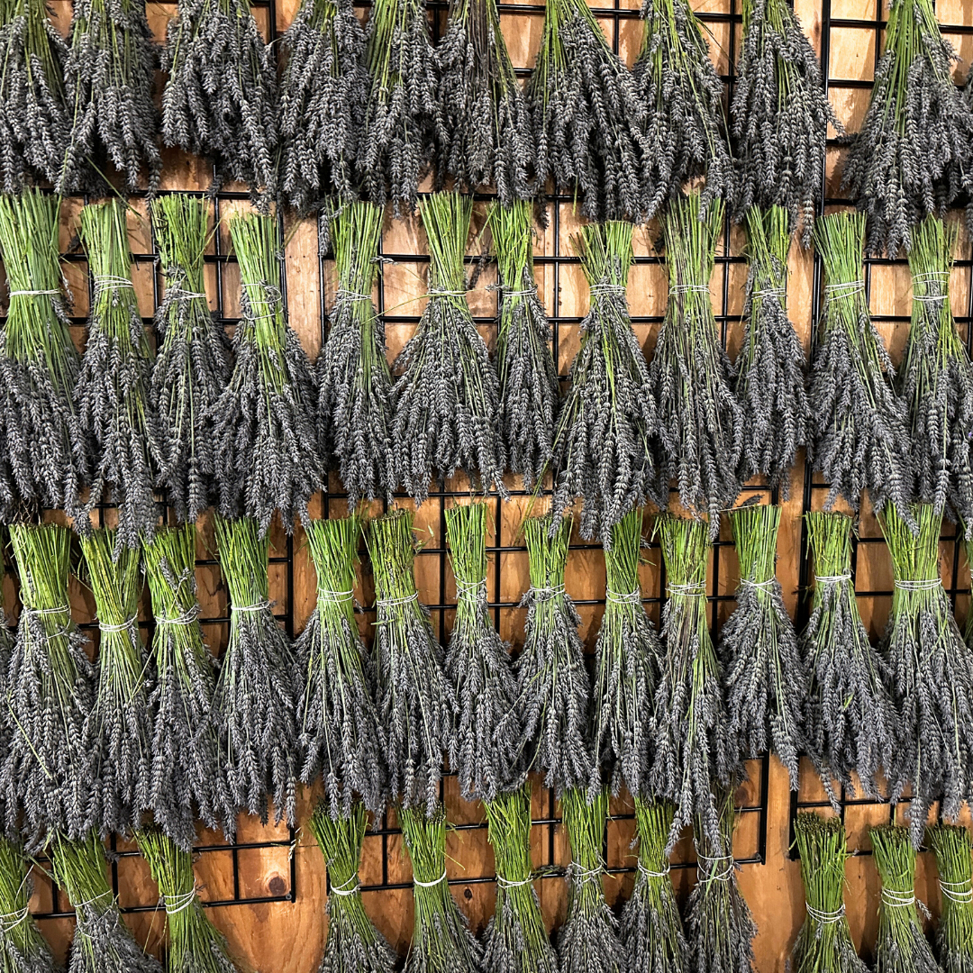 Lavender | Dried French Lavender Bunch