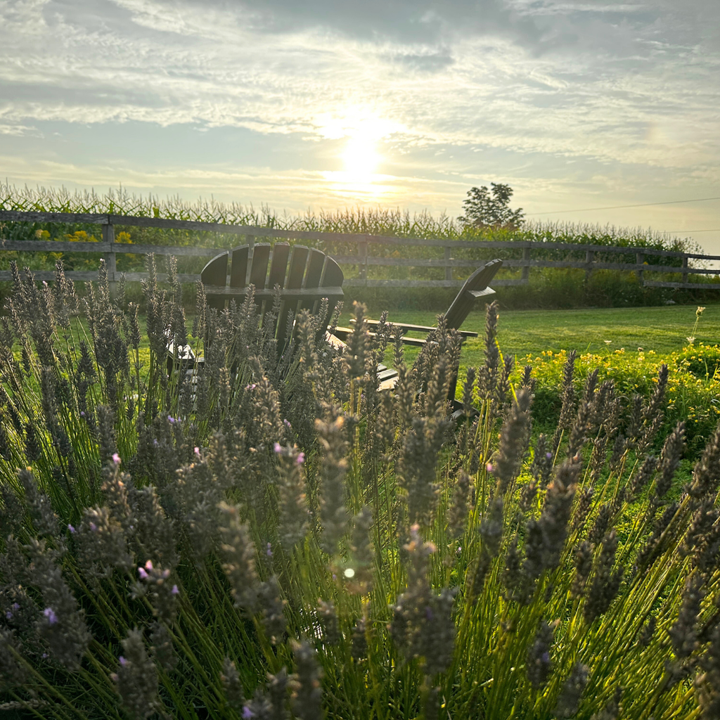 Lavender | Dried French Lavender Bunch