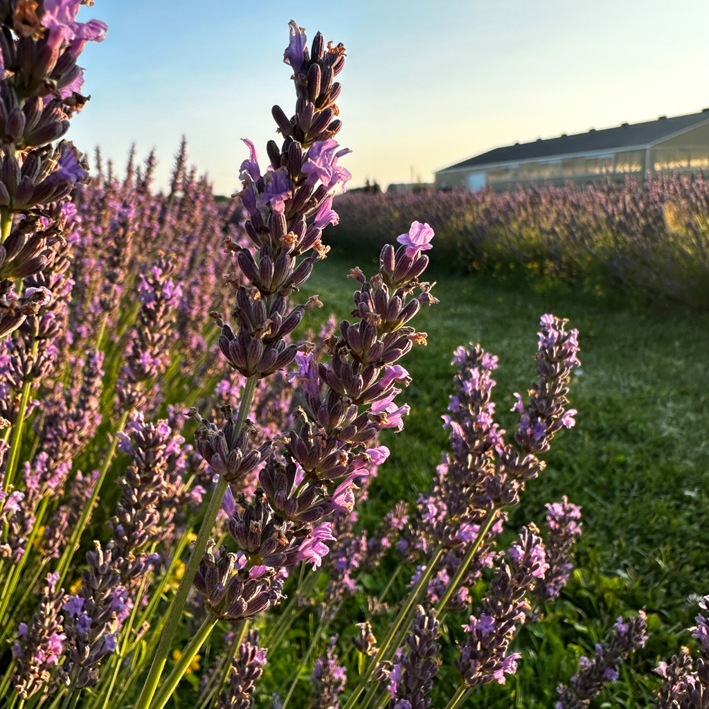 Lavender | Dried French Lavender Bunch