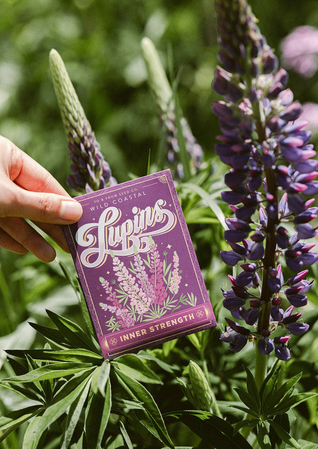 Seed Packet - Lupins (Inner Strength) - Gold Foil